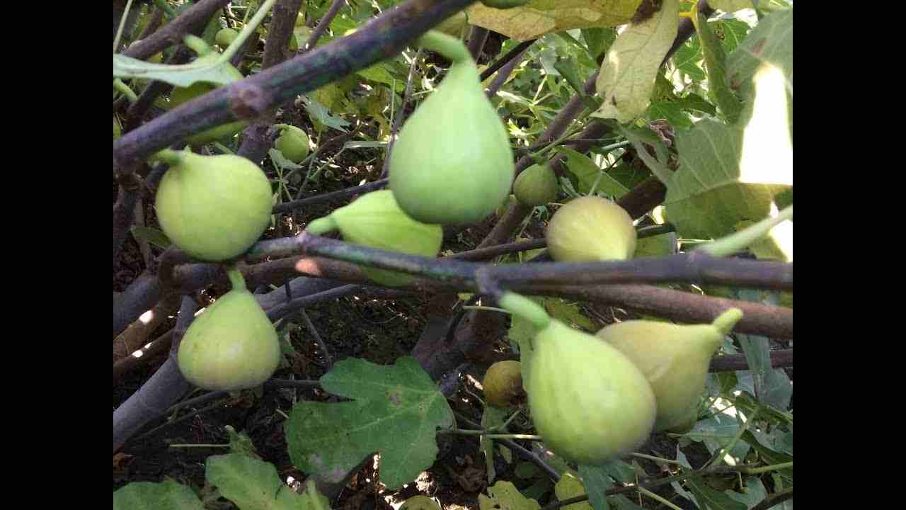 تصویر 2 از انجیر گلابی ازمیر با طعم شیرین و ظاهر جذاب